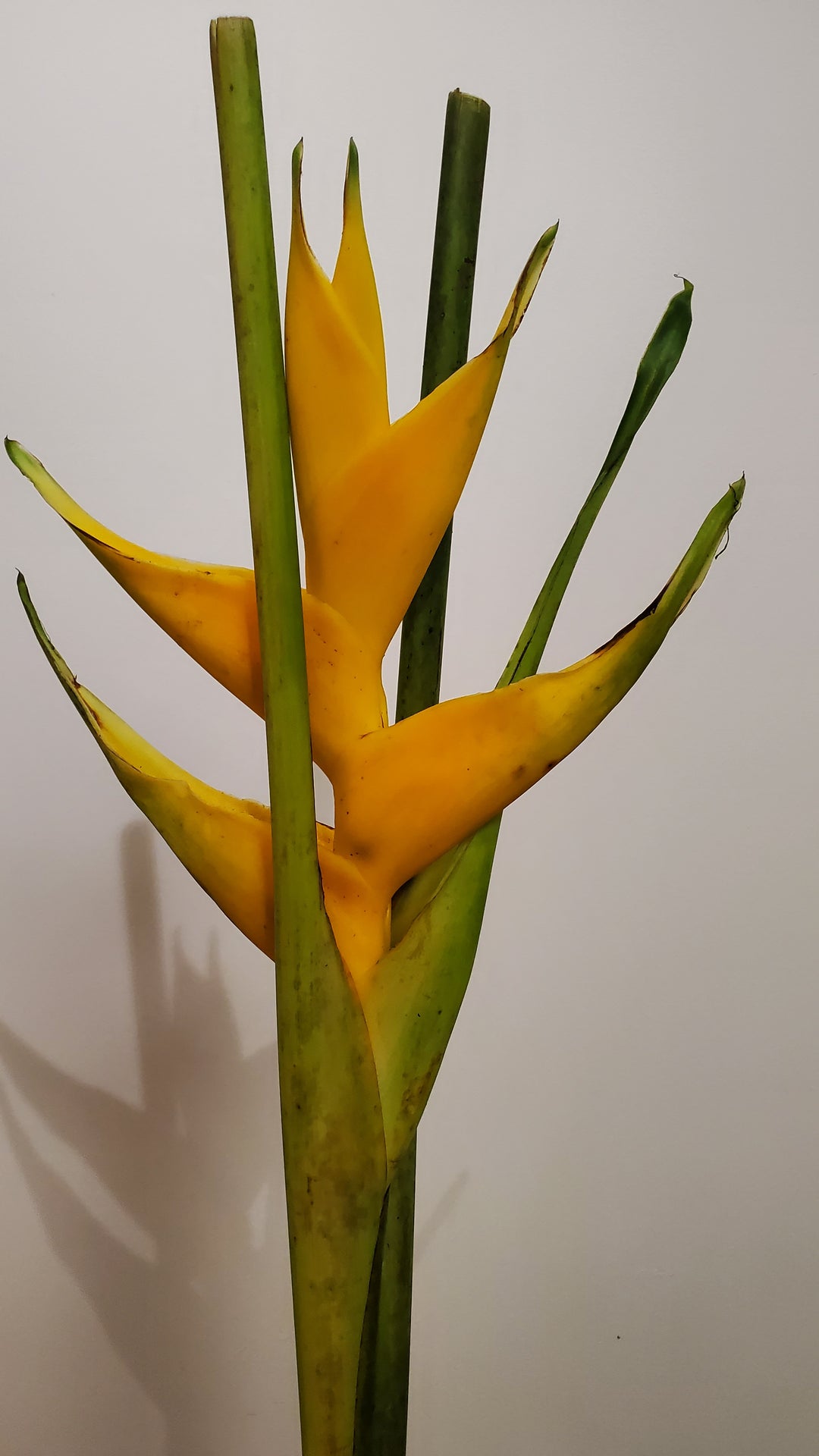 Blumenladen in Heidelberg