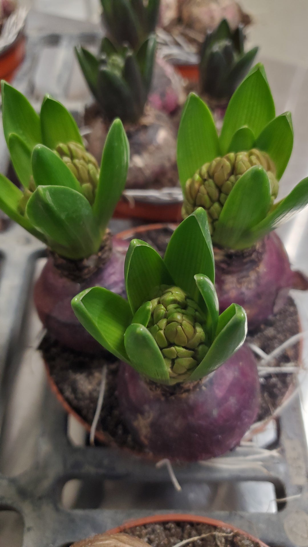 FlowerWorks Heidelberg