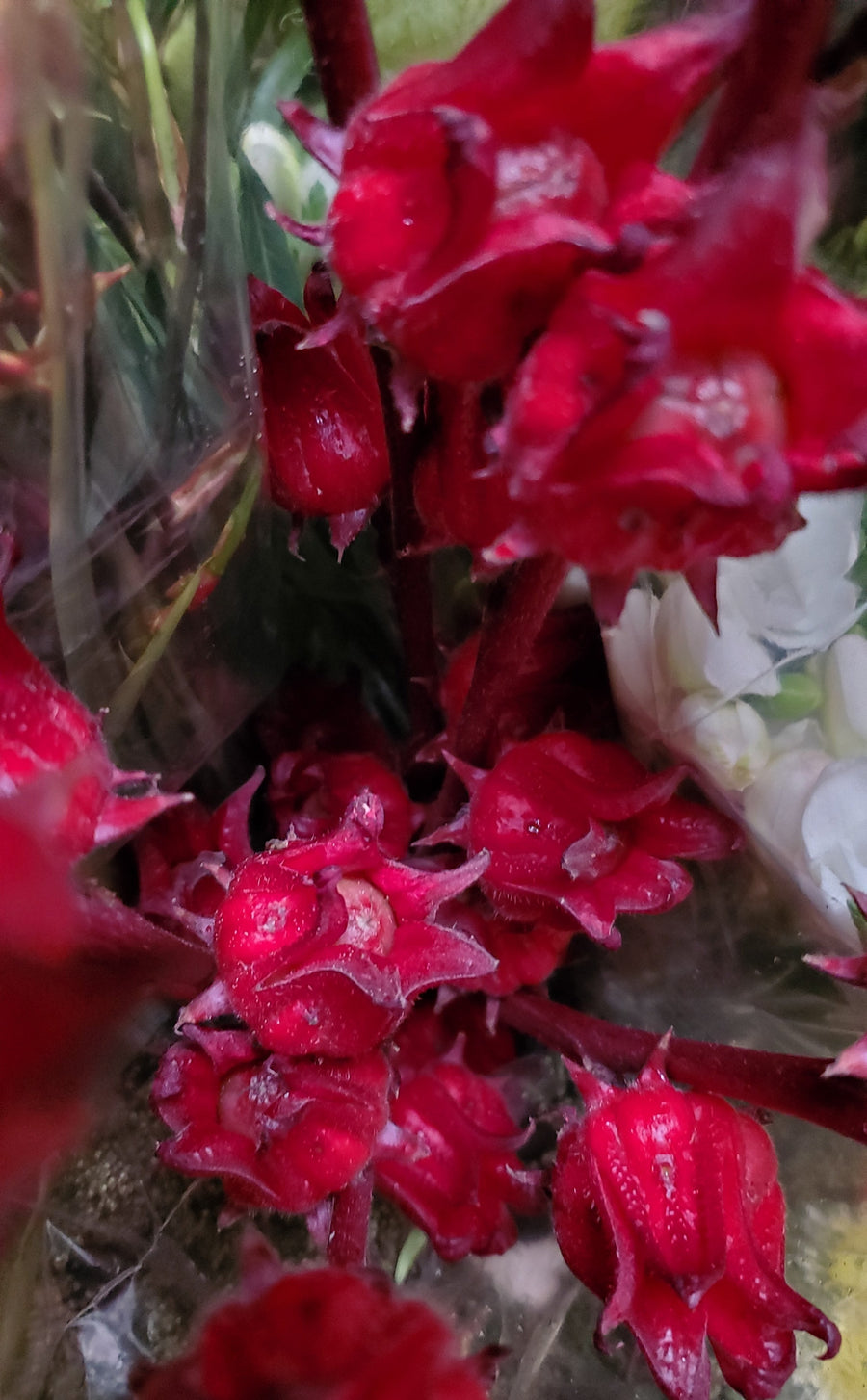 Blumen in Heidelberg