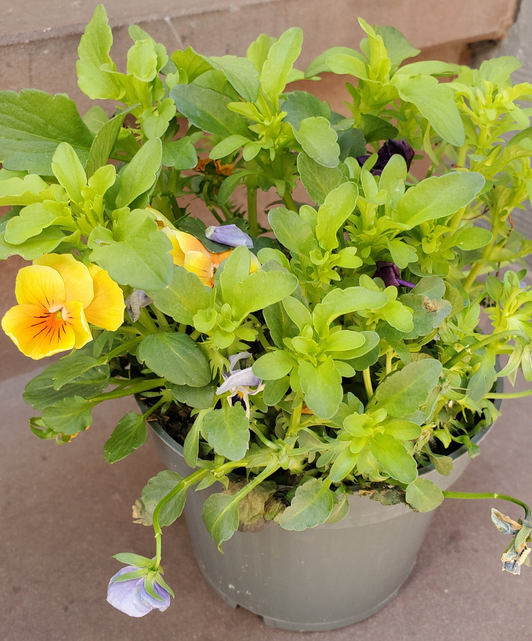 FlowerWorks Heidelberg