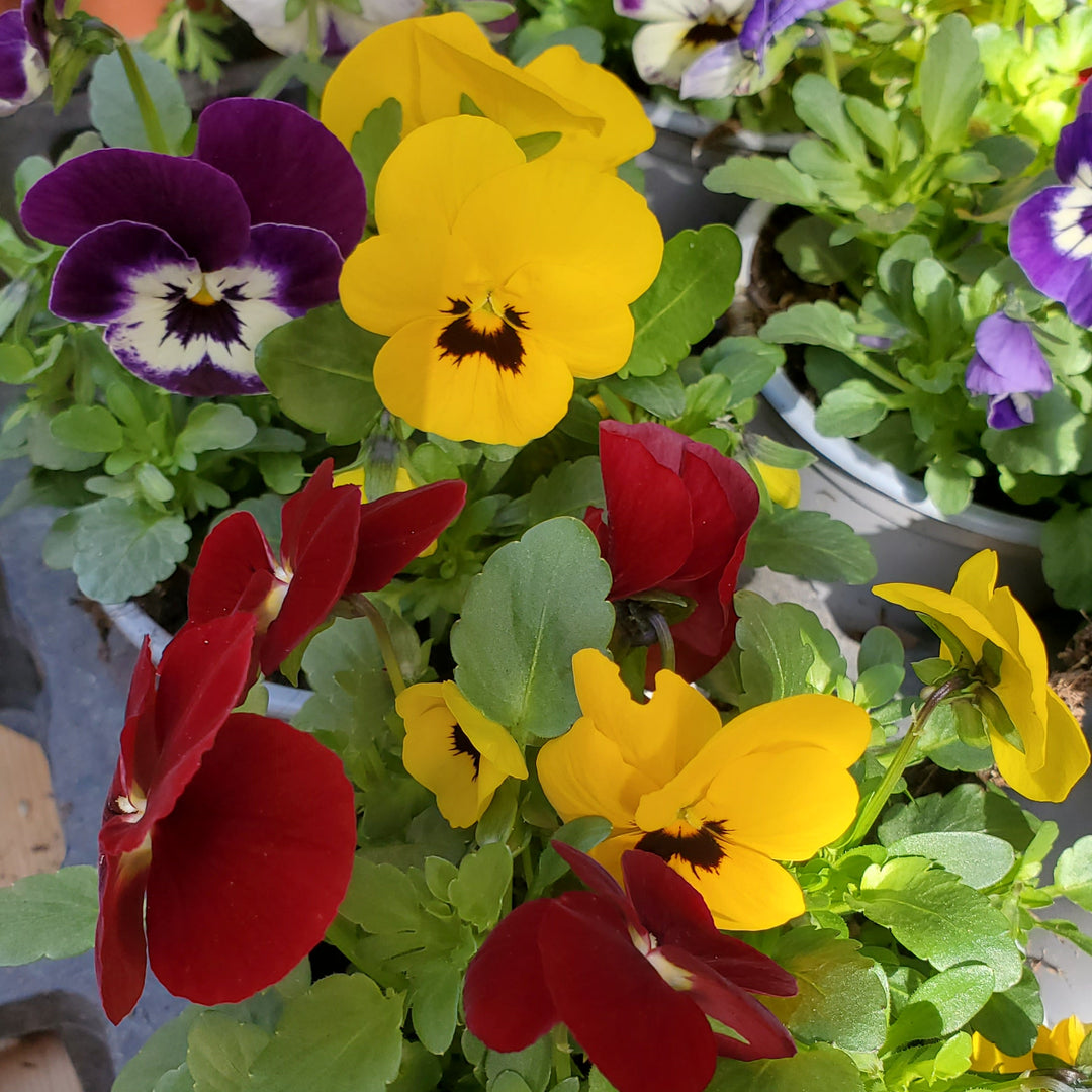 FlowerWorks Heidelberg