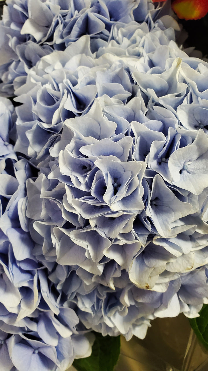 Blumen in Heidelberg