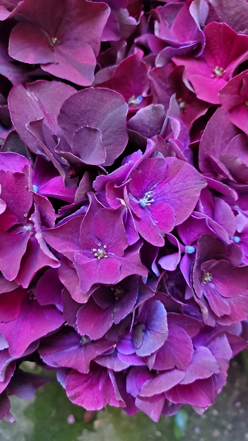 Blumen in Heidelberg