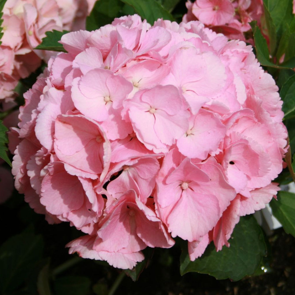 Blumen in Heidelberg