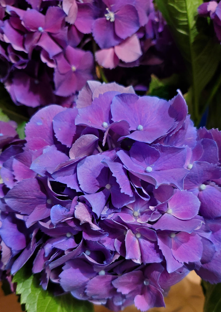 Blumenladen in Heidelberg