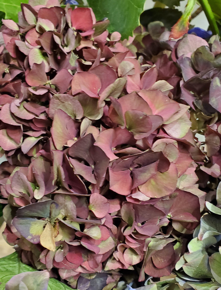 FlowerWorks Heidelberg