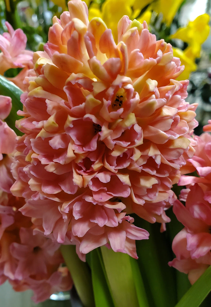 FlowerWorks Heidelberg