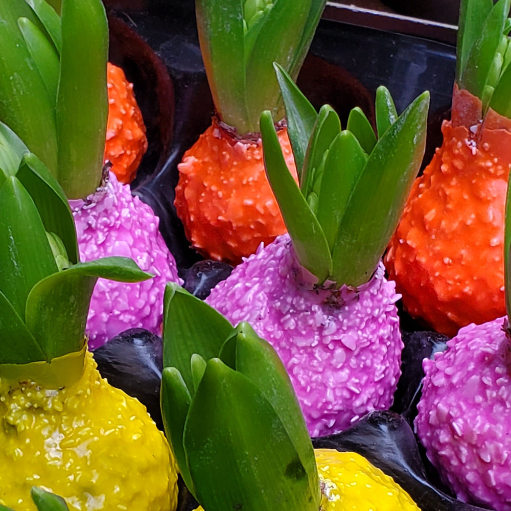 FlowerWorks Heidelberg