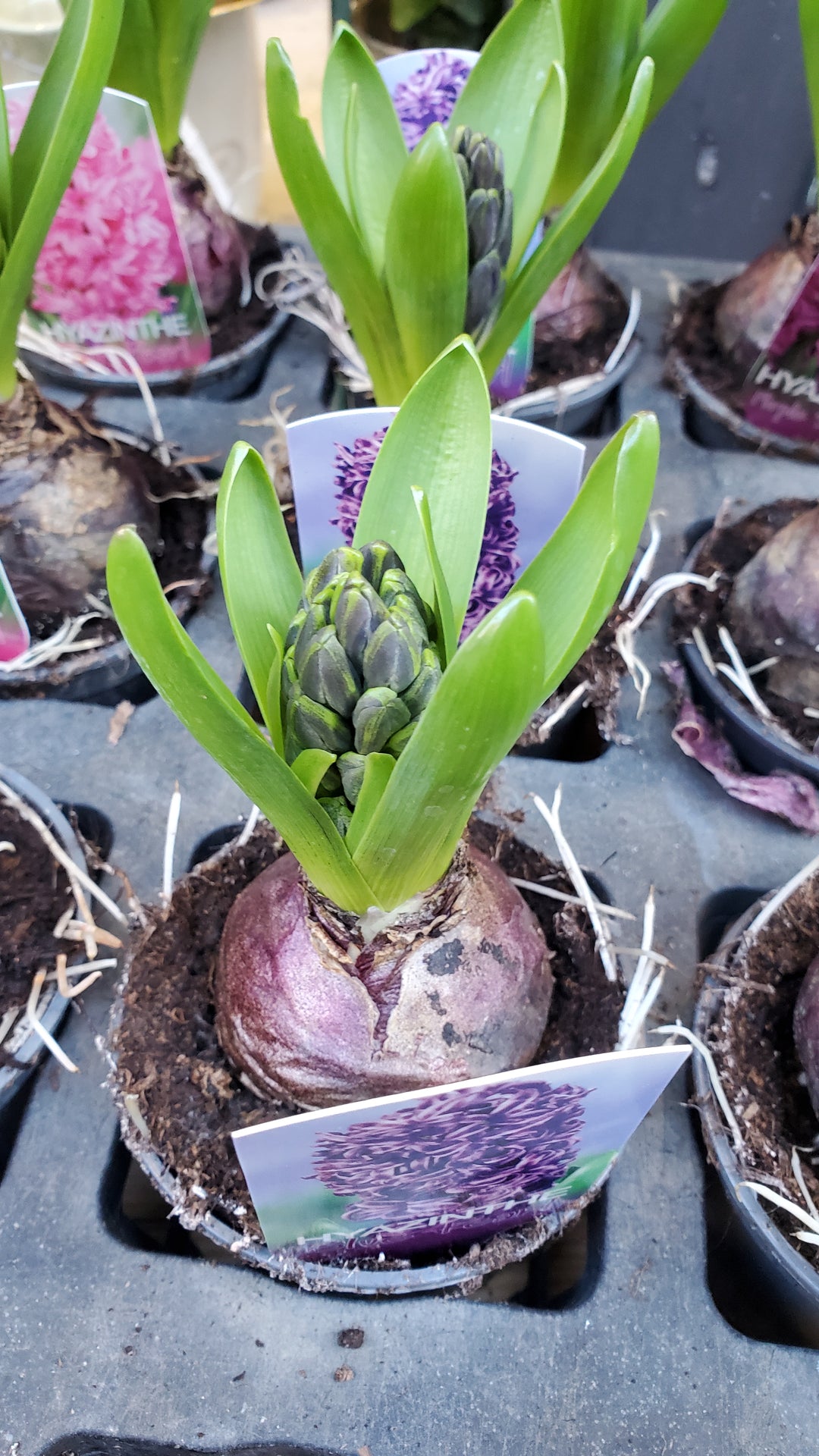 FlowerWorks Heidelberg