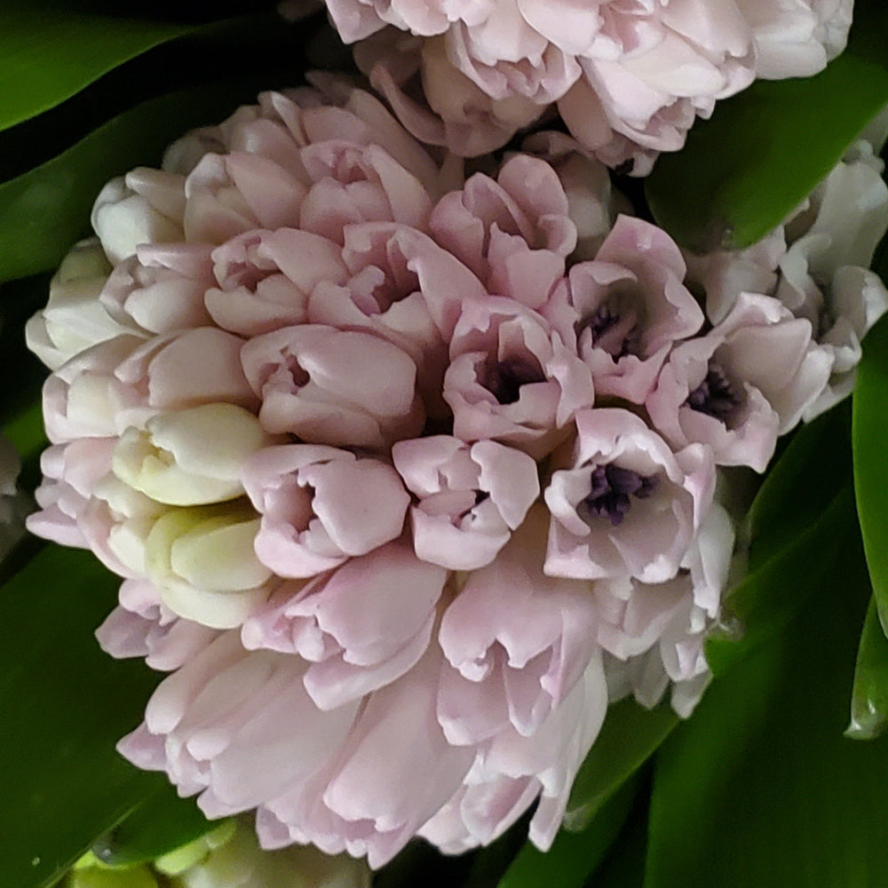 FlowerWorks Heidelberg