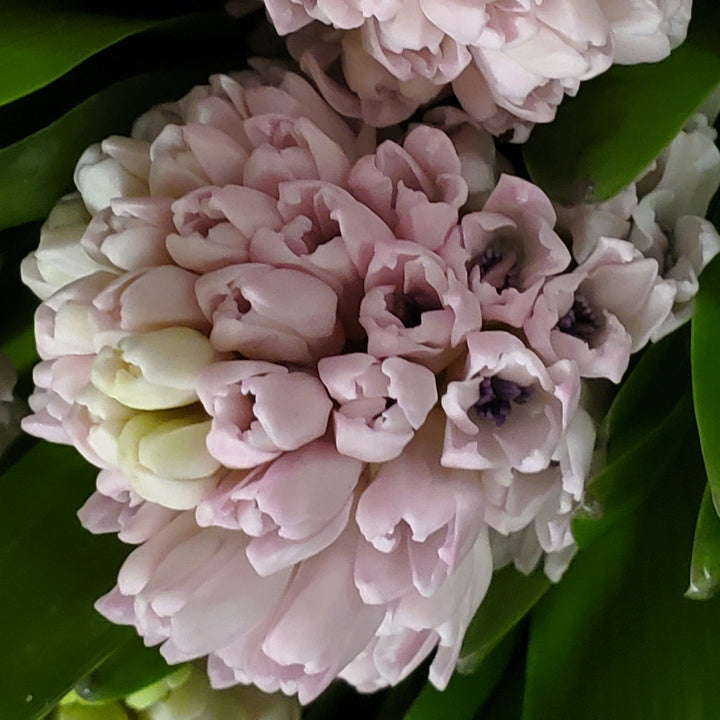 FlowerWorks Heidelberg