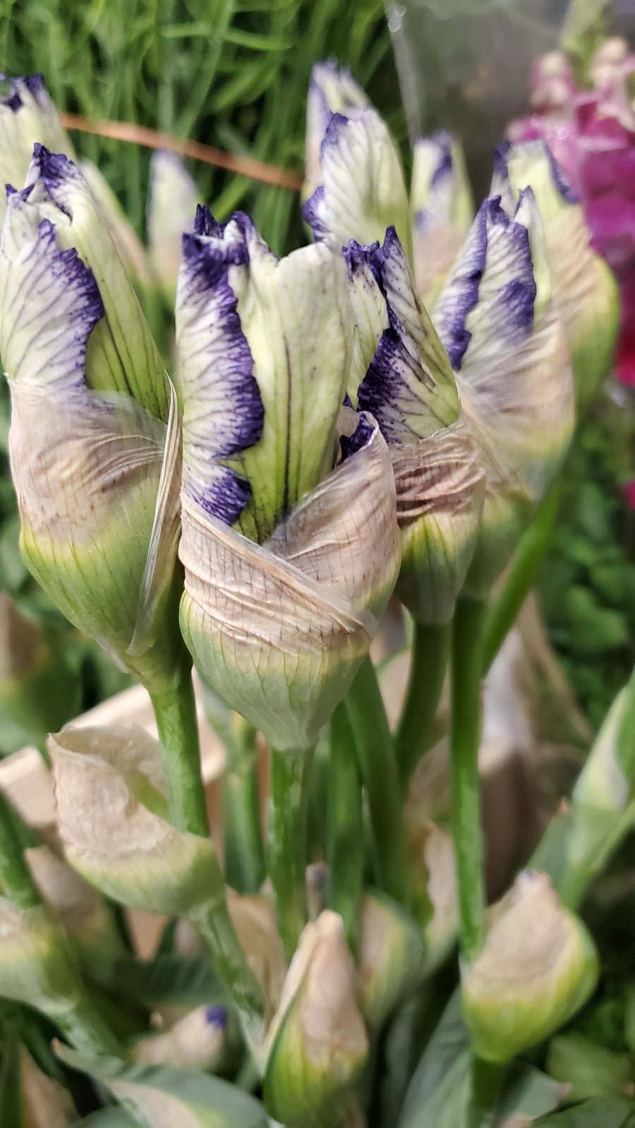 Blumen In Heidelberg