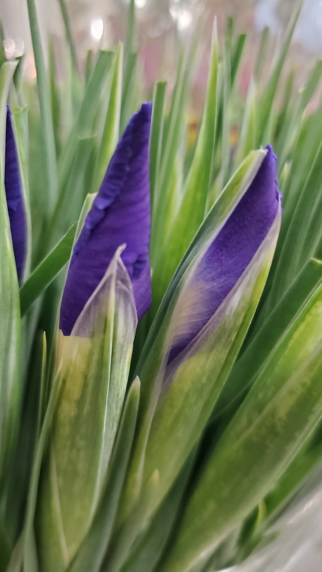 FlowerWorks Heidelberg