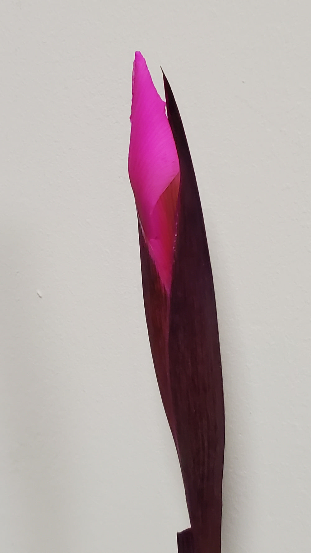 FlowerWorks Heidelberg