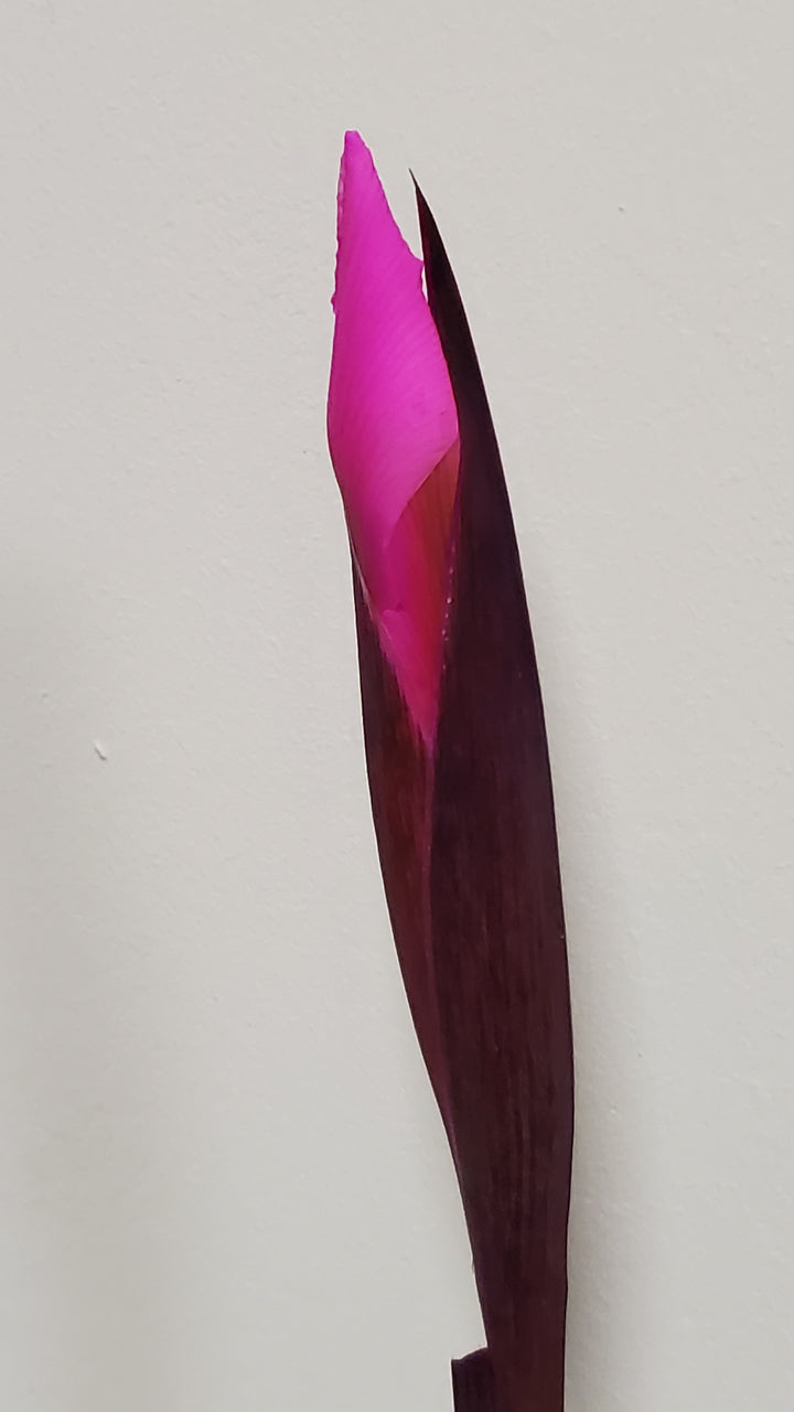 FlowerWorks Heidelberg