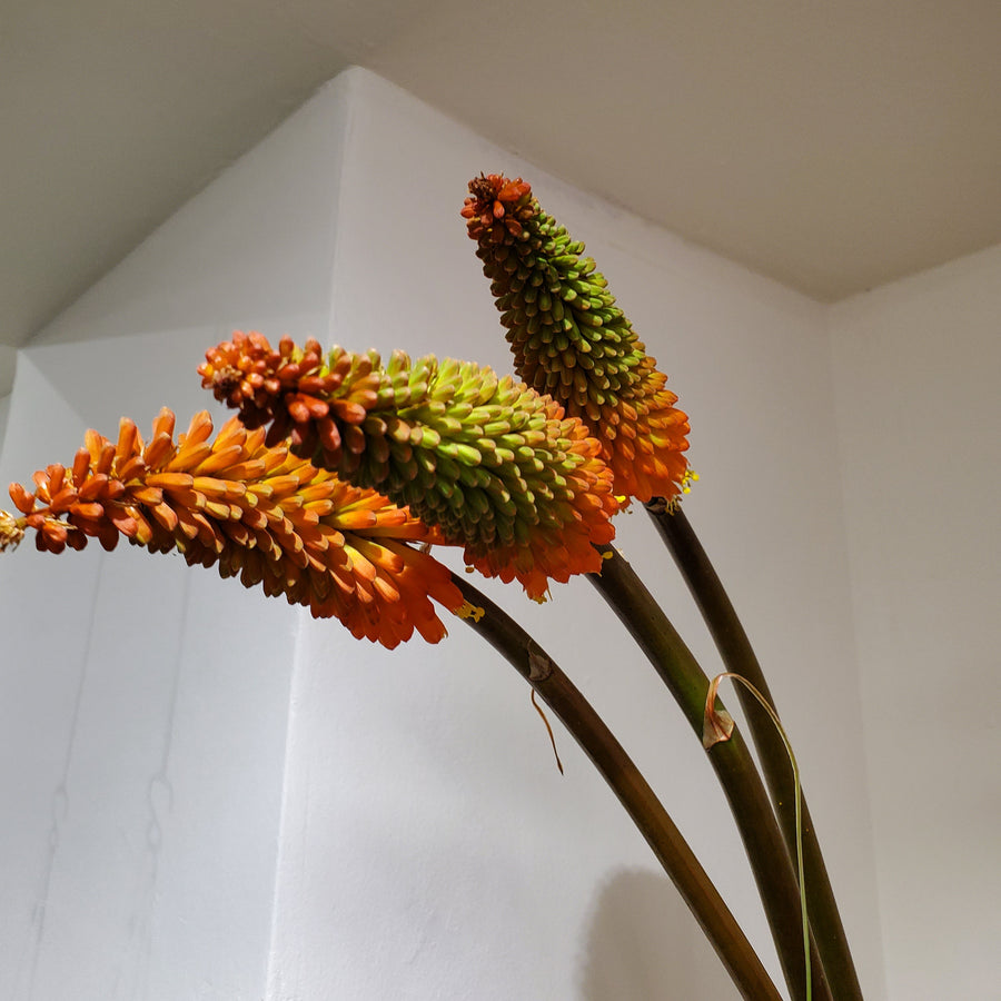 FlowerWorks Heidelebrg
