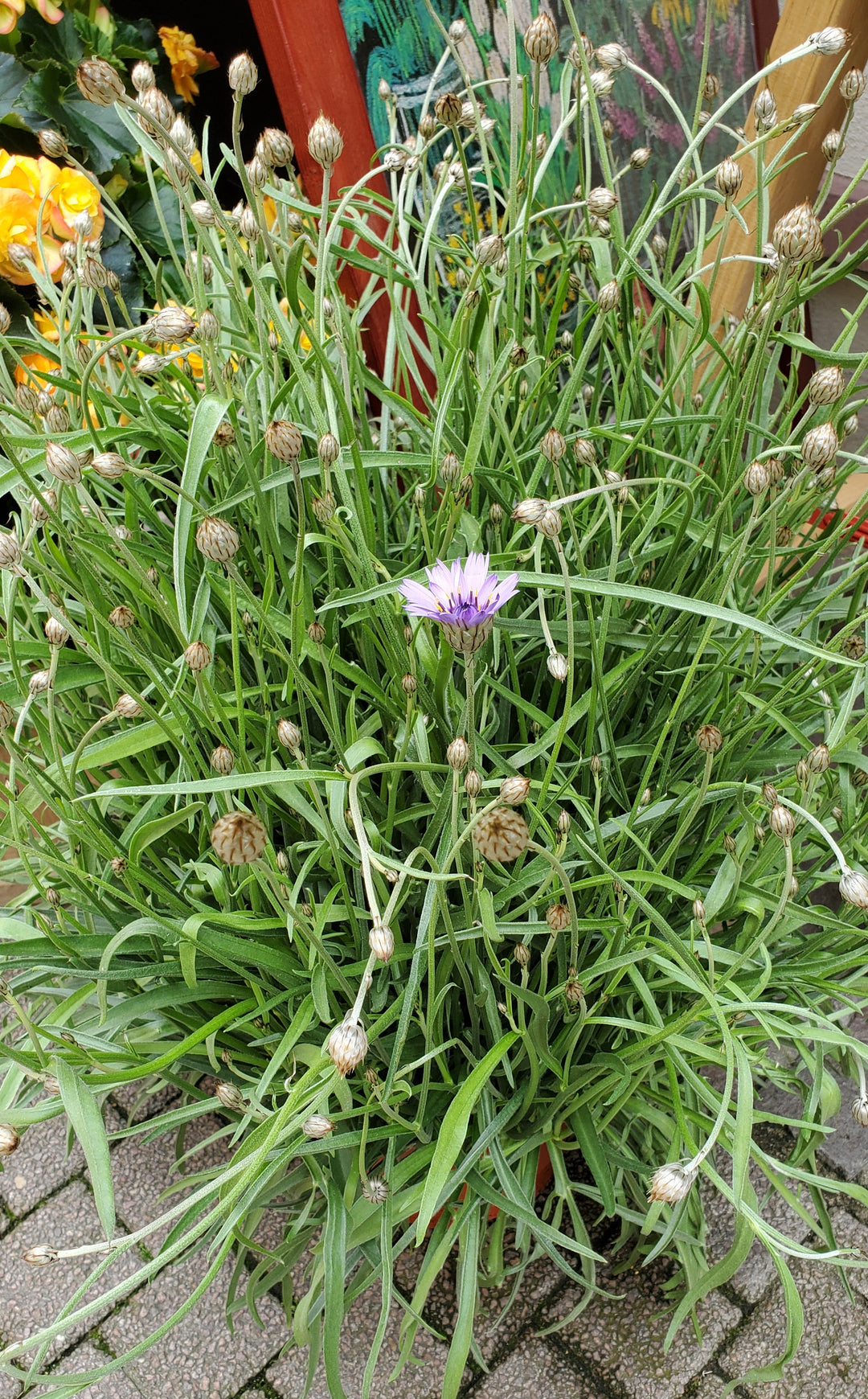 Blumenladen in Heidelberg
