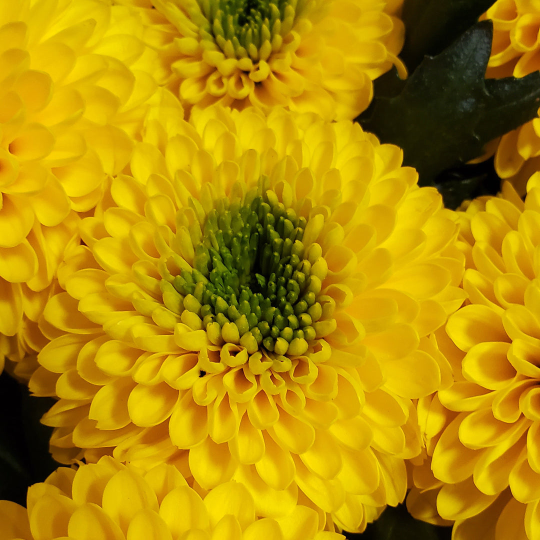 FlowerWorks Heidelberg