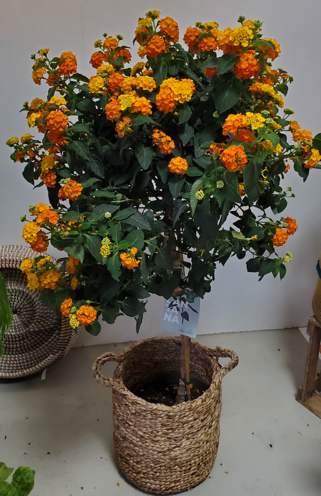 Blumen in Heidelberg