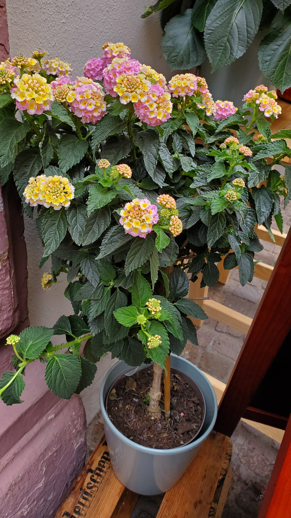 Blumen in Heidelberg