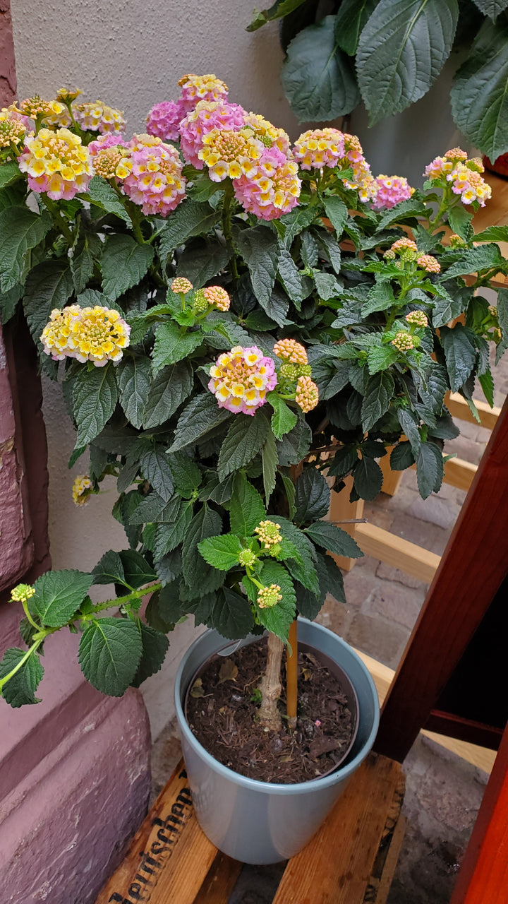 Blumen in Heidelberg