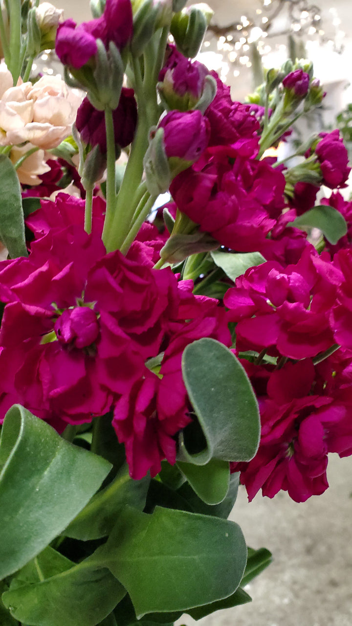 Blumen in Heidelberg