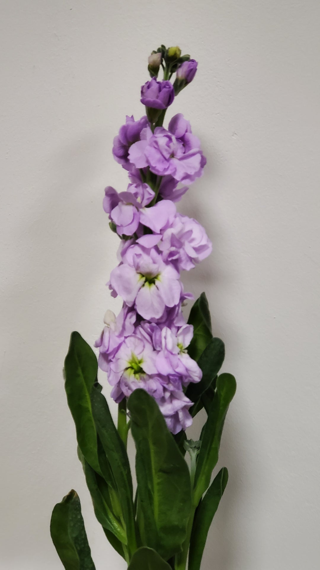 FlowerWorks Heidelberg