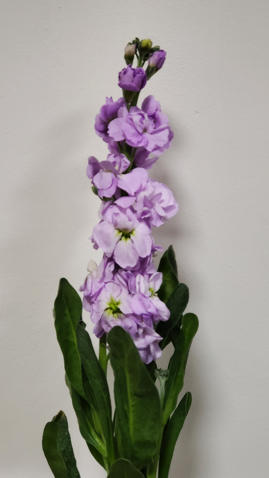 FlowerWorks Heidelberg