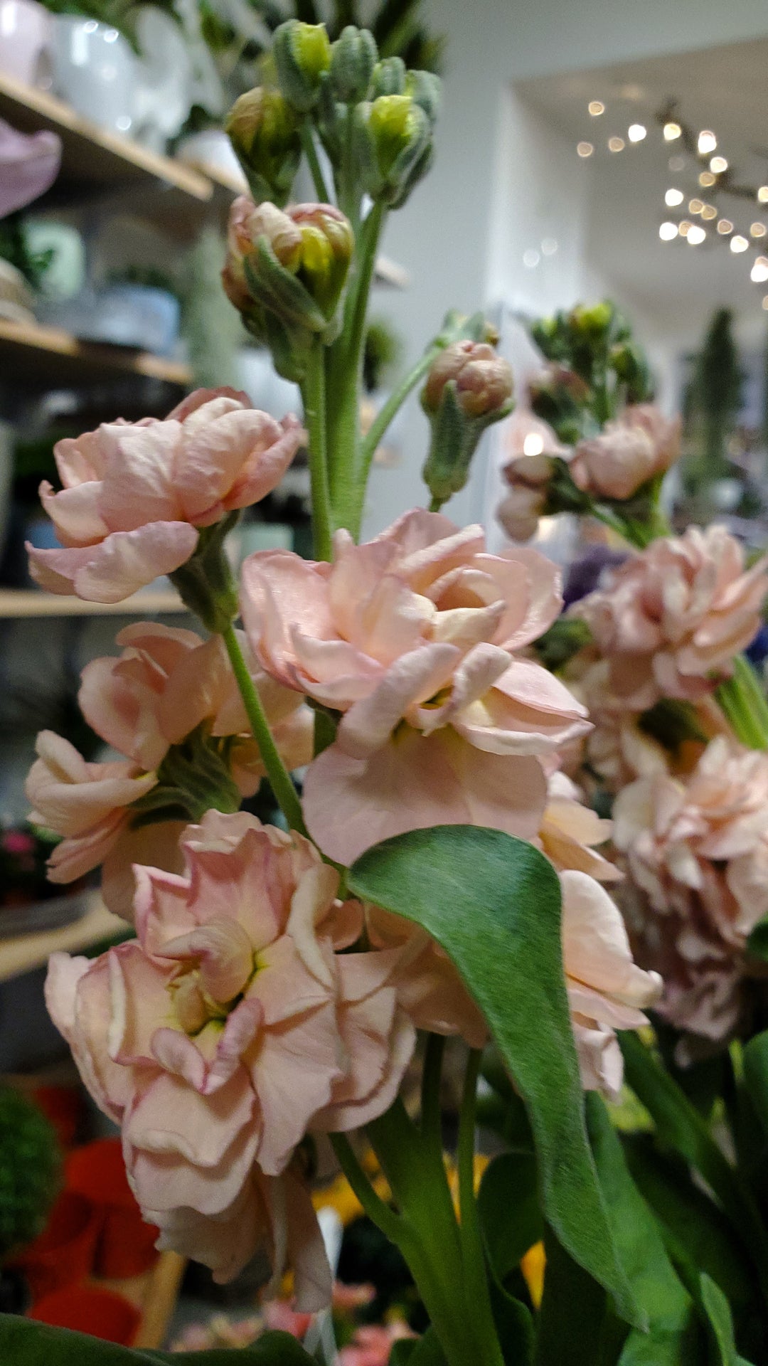 Blumen in Heidelberg