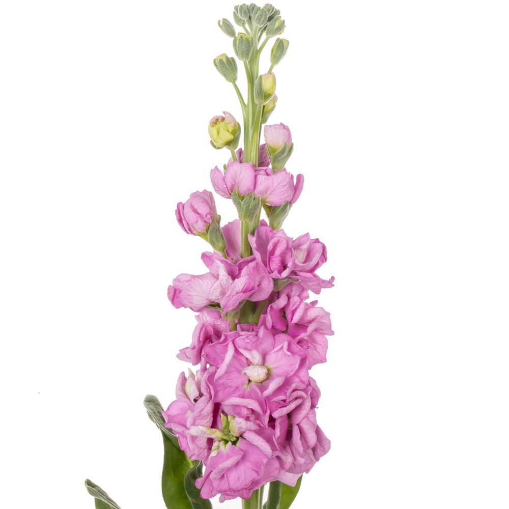 FlowerWorks Heidelberg