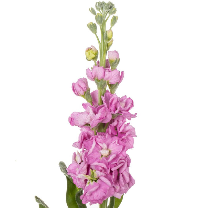 FlowerWorks Heidelberg