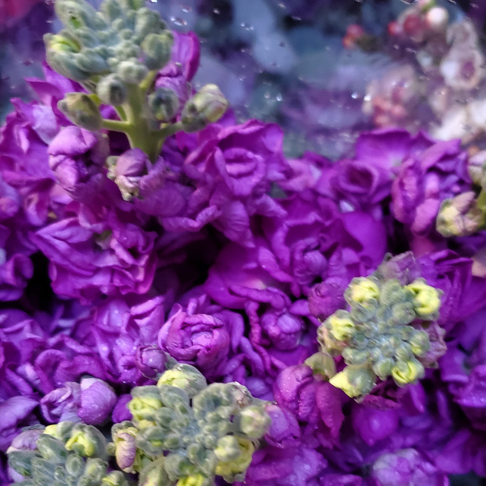 FlowerWorks Heidelberg