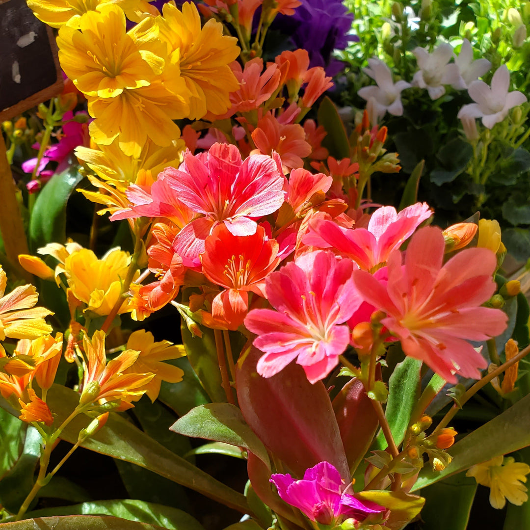 Blumen in  Heidelberg