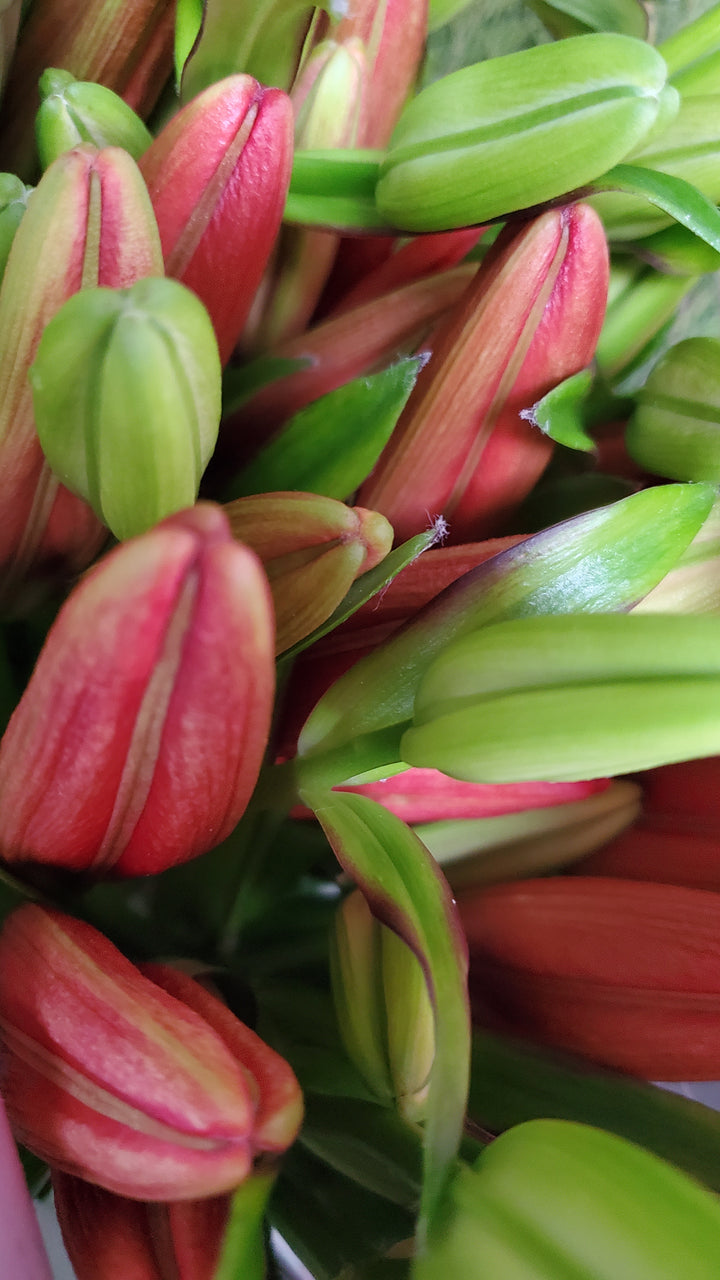 FlowerWorks Heidelberg