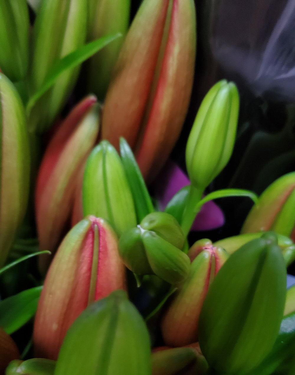 FlowerWorks Heidelberg