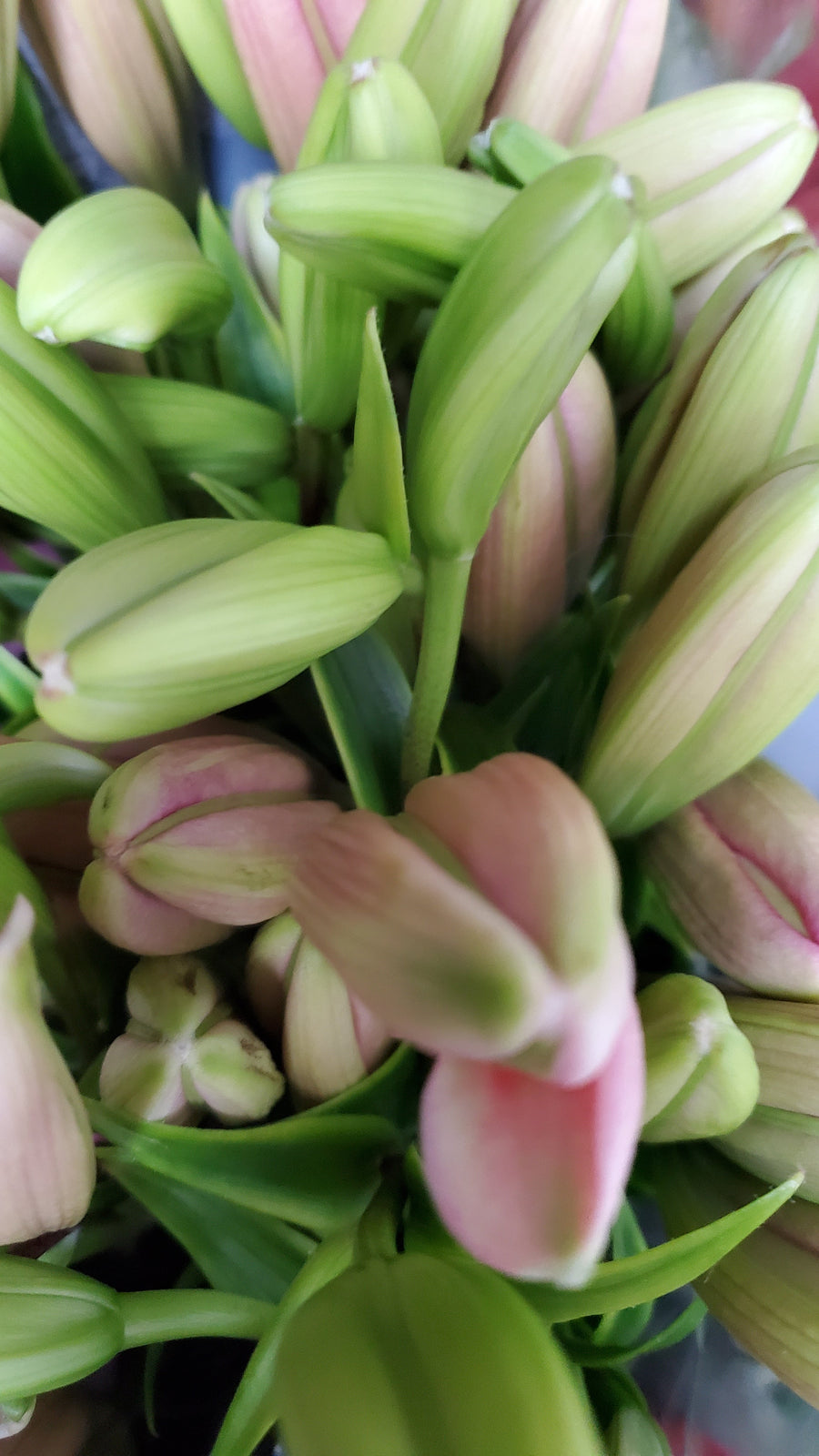 FlowerWorks Heidelberg