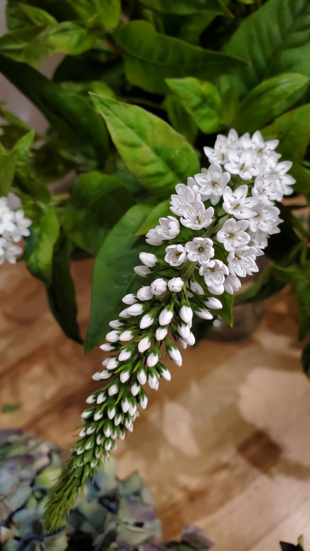 Blumen in Heidelberg