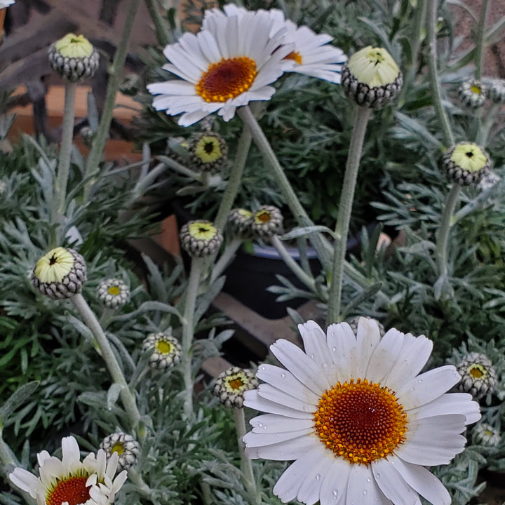 FlowerWorks Heidelberg