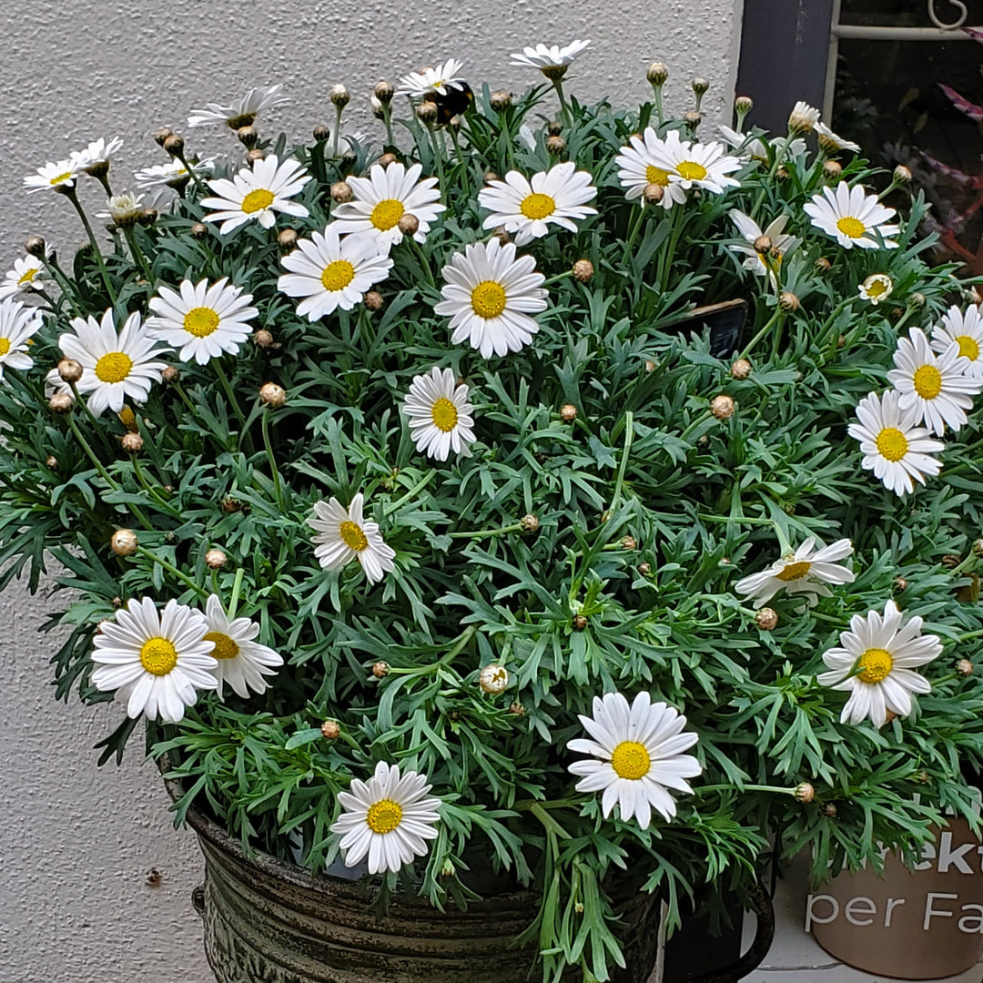 FlowerWorks Heidelberg