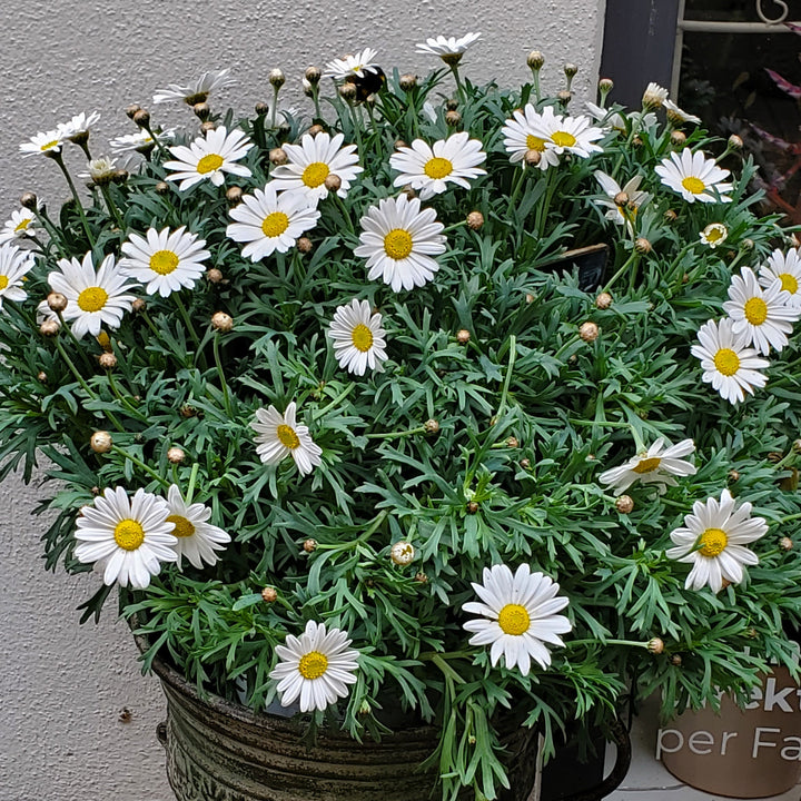 FlowerWorks Heidelberg