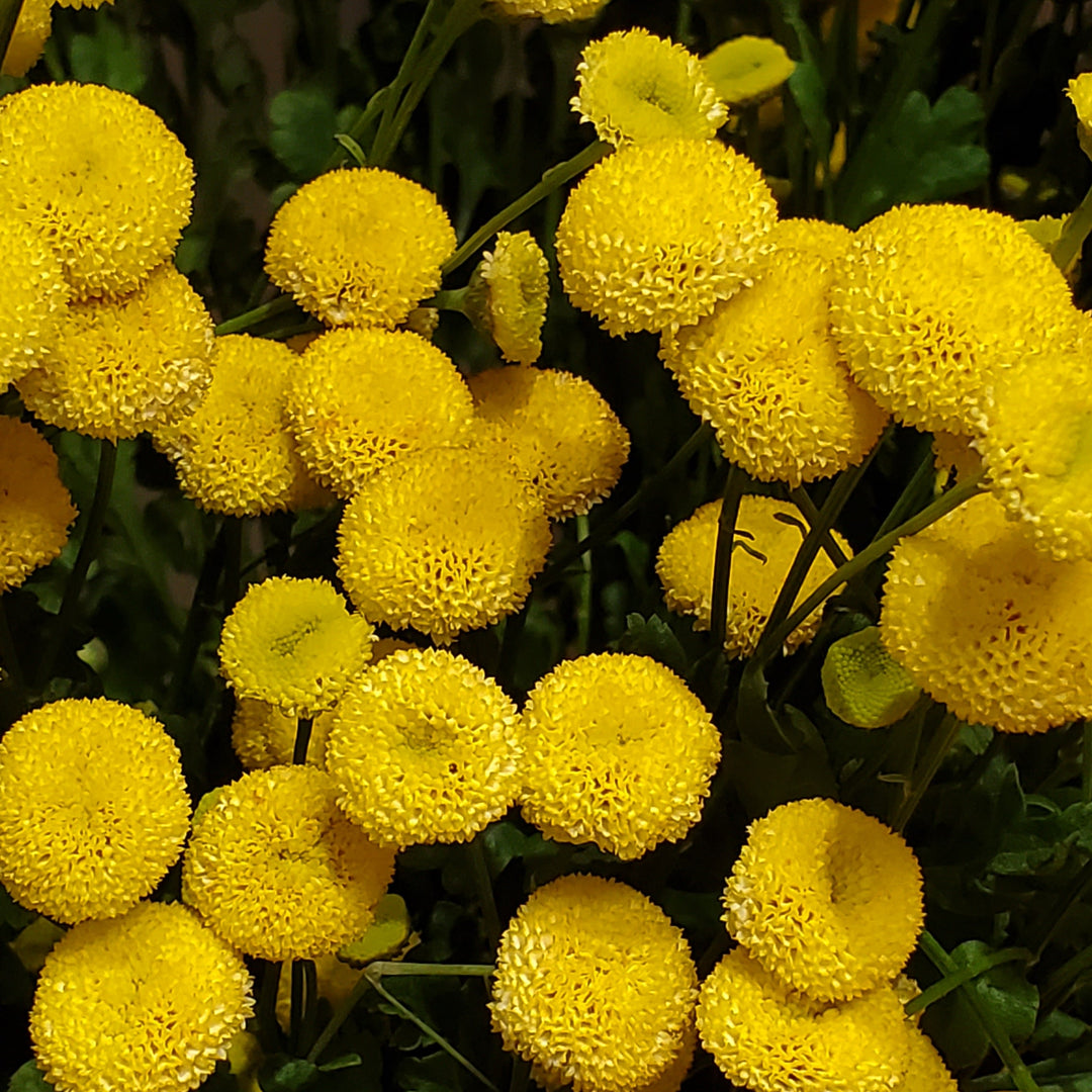 FlowerWorks Heidelberg