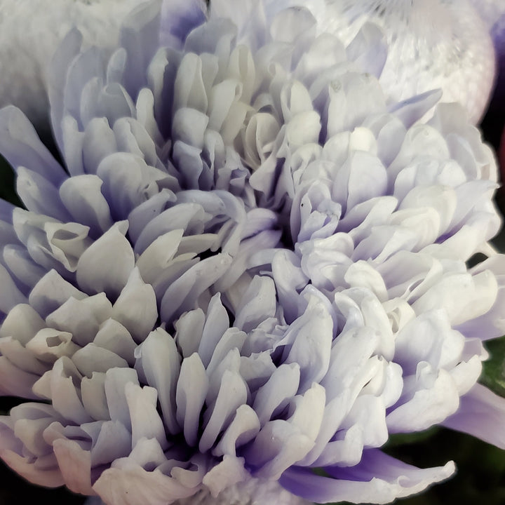 Blumen in Heidelberg