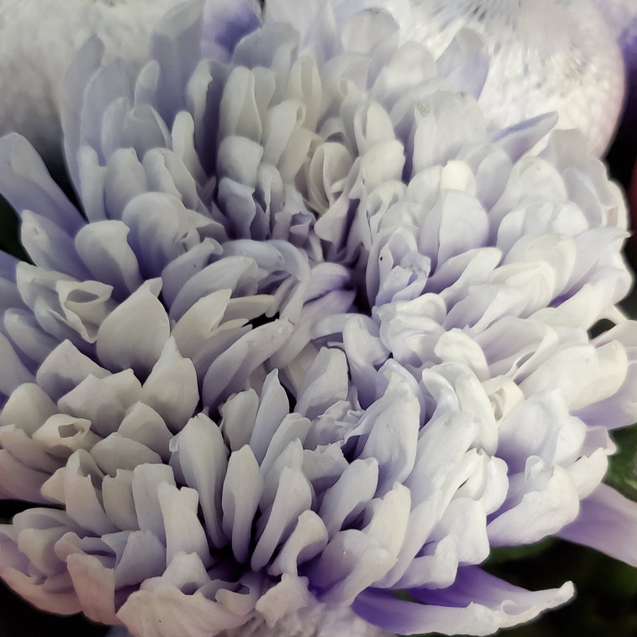 Blumen in Heidelberg