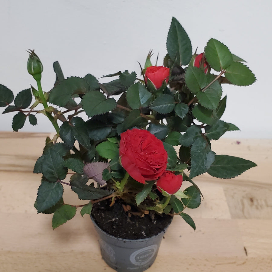 FlowerWorks Heidelberg