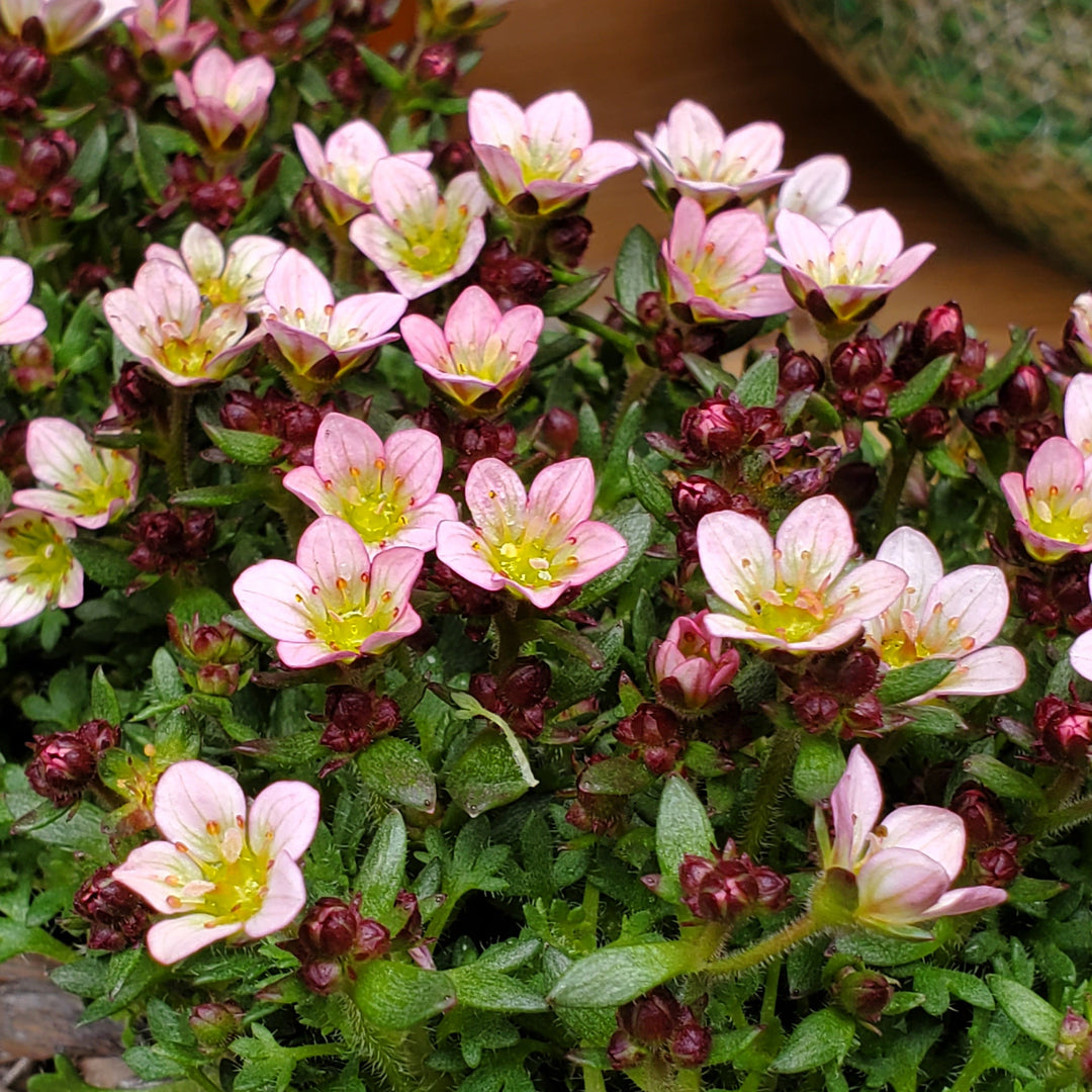 FlowerWorks Heidelberg