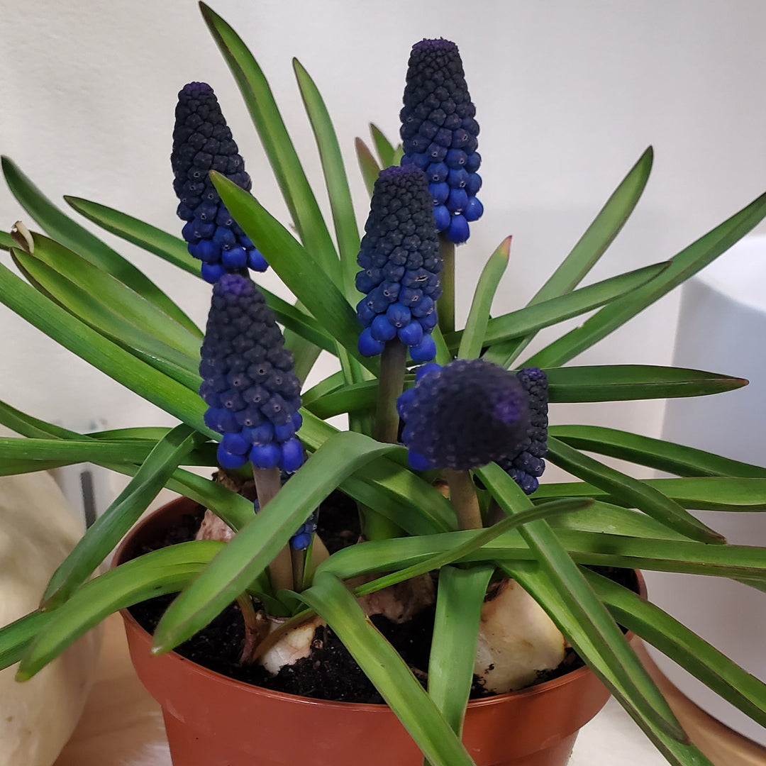 FlowerWorks Heidelberg