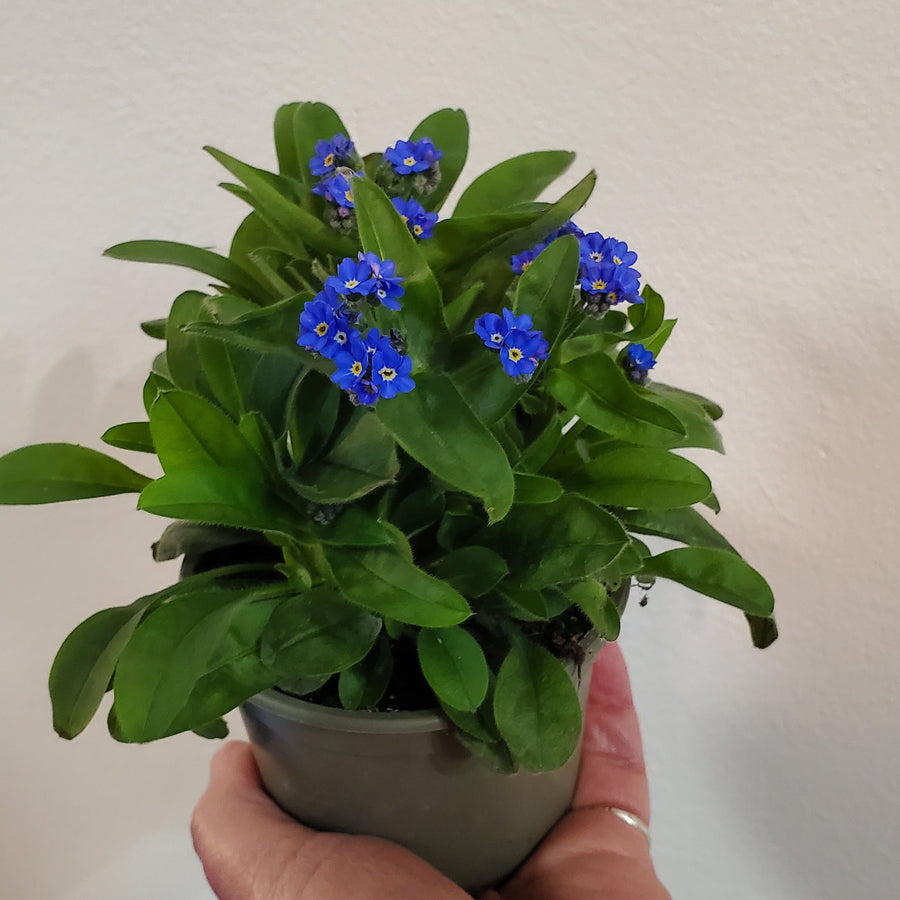 FlowerWorks Heidelberg