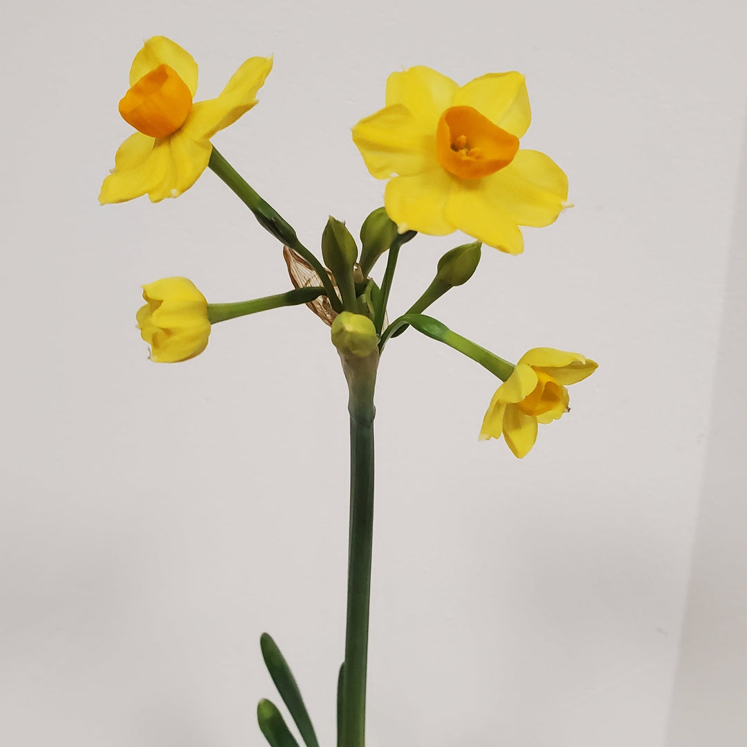 FlowerWorks Heidelberg