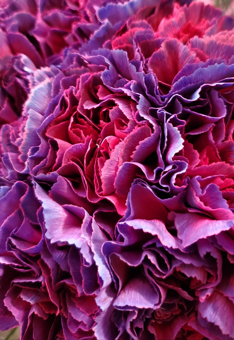 FlowerWorks Heidelberg