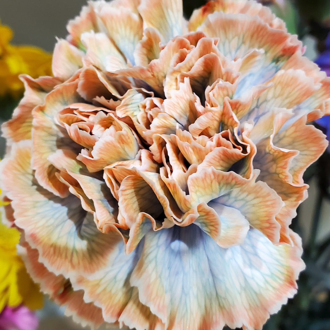 FlowerWorks Heidelberg